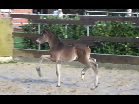 *2019 Stute von Bernay - Millennium (direkter Stamm von Lord Europe) SOLD!!!