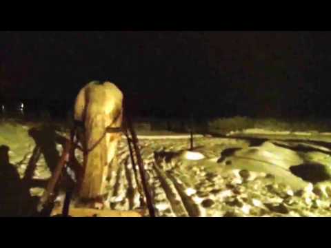 28-12-2016 Training_Filly learning to drive and pull in snow.