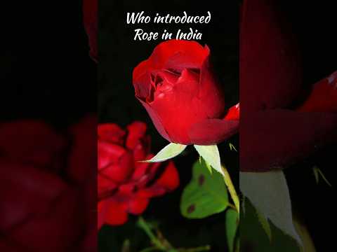 Origion of rose #rose #facts #trending #viral #youtubeshorts #shorts