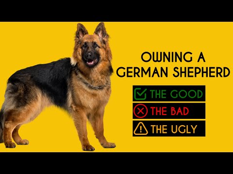 Owning a German Shepherd: The Good, The Bad, The Ugly