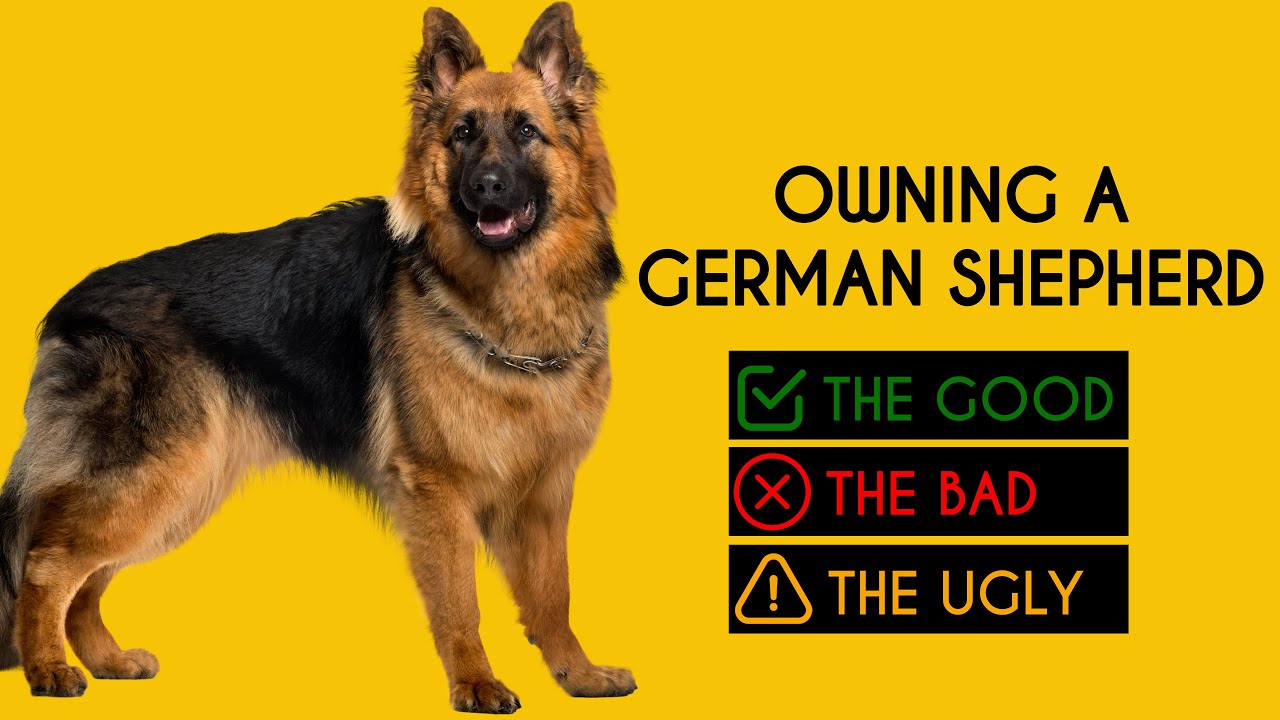 Owning a German Shepherd: The Good, The Bad, The Ugly