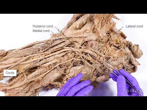 Brachial Plexus and Axillary Artery