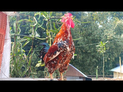 Crowing Compilation Plus | 20 Rooster crowing sounds Effect