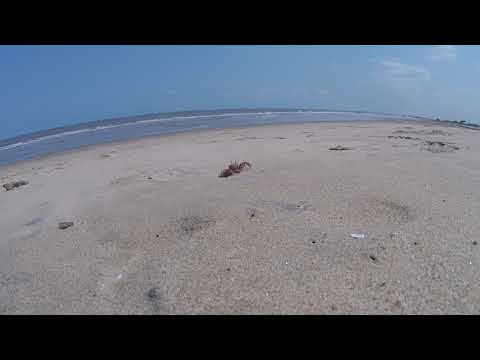 Crab Near Kalinda. Indian Ocean coast.