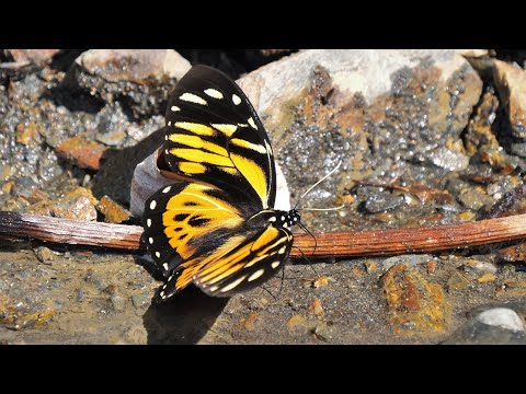 Pterourus zagreus chrysoxanthus 180fps