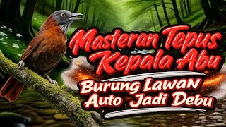 Download lagu Masteran Tepus Head Ash Gacor Clear Voice || The Grey-Headed Babbler Birdsong mp3 Download lagu Masteran Tepus Head Ash Gacor Clear Voice || The Grey-Headed Babbler Birdsong mp3