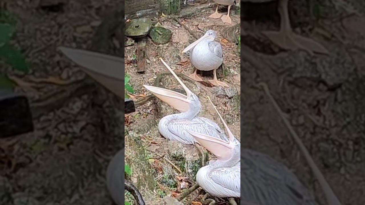 YouTube Short thumbnail