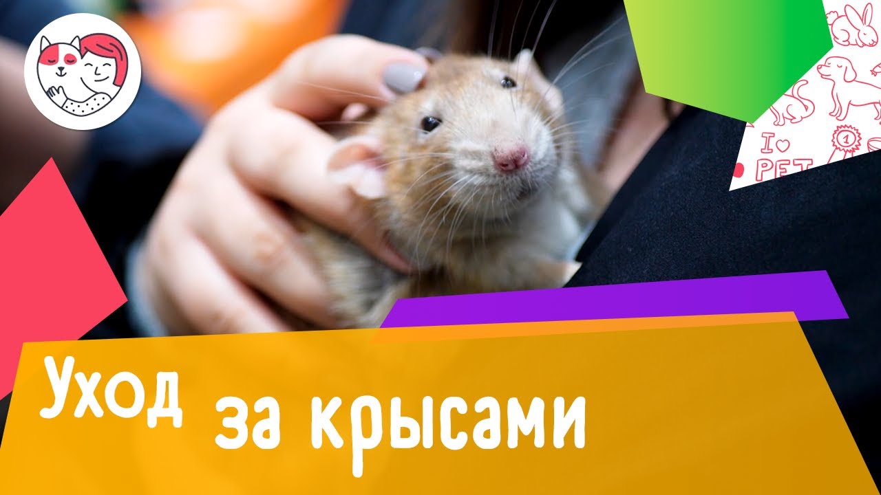 5 особенностей ухода за золотистым ретривером