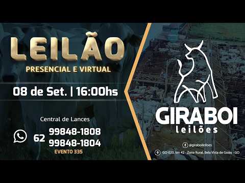 Leilão Gado de Corte - Giraboi Leilões 08/09/2026 Bela Vista de Goiás