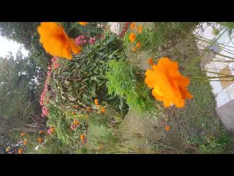 Beautiful flowers 💐 😍 