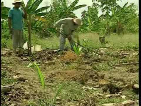 , title : 'Cultivo de açaí em terra firme : a cultivar Pará - Dia de Campo na TV'