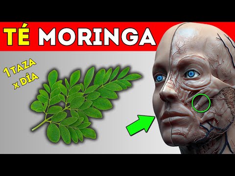 ¡ESTO HACE! Tomar TÉ de MORINGA a Diario (CÓMO USARLA)