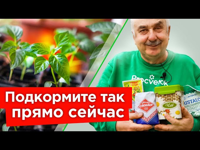 ХОТЯ БЫ РАЗ ПОДКОРМИТЕ РАССАДУ ЭТИМ и она преобразится прямо на глазах!