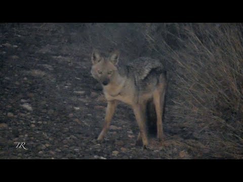 Side-striped jackal (Canis adustus)