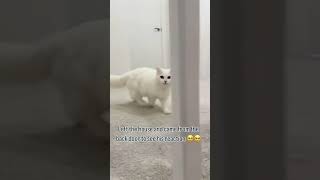 This Cat's Reaction Shocked Me🤣🤣#cat #cats #fyp