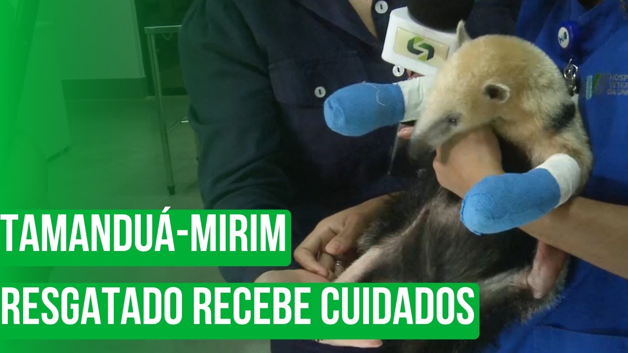 Filhote de Tamanduá-Mirim Resgatado Recebe Cuidados e Reabilitação em Hospital Veterinário