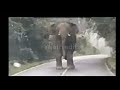 Vadivelu Bin Laden Comedy Elephant Comedy Poya Chipsuuuu