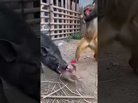 Con lợn sắp biến chú khỉ con thành bữa ăn,may mà có khỉ mẹ #animals #viralshort