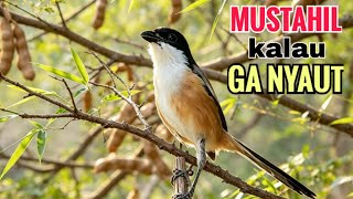 Download lagu toet toet suara cendet gacor PAGI SIANG SORE sangat efektif buat Pancingan cendet diam agr cpt bunyi mp3 Download lagu toet toet suara cendet gacor PAGI SIANG SORE sangat efektif buat Pancingan cendet diam agr cpt bunyi mp3
