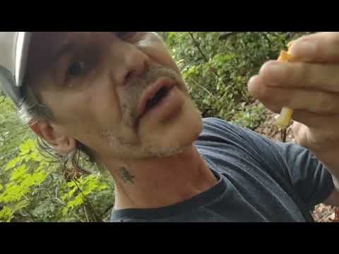 , title : 'Chanterelles Mushrooms 101 (How to find and Identify Chanterelles and there poisonous look a like.)'