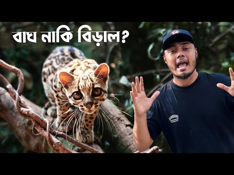 চিতা বাঘের মত দেখতে বন বিড়াল আশ্রয় দিয়েছি | Wild Cat Rescue