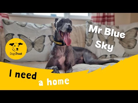 Mr Blue Sky for sale in Wymeswold, Leicestershire