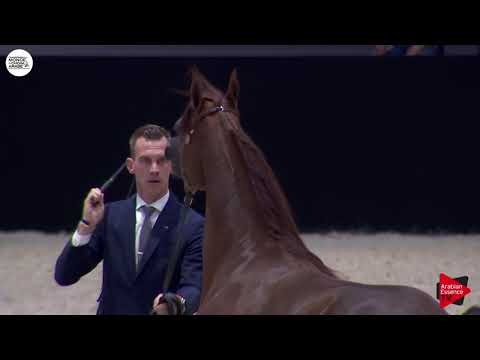 N.61 AURORA HM - Paris 2018 - Senior Mares (Class CM 3A)