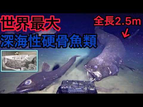 硬骨魚の特徴と例