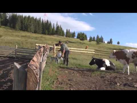 Pensiuni Targu Mures - Cazat.ro