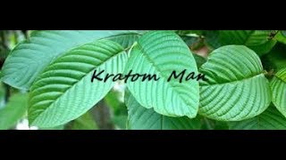 growing mitragyna speciosa (kratom) from seeds