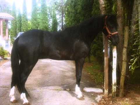 FG  Mi Caballo se Murió - Antonio Castillo