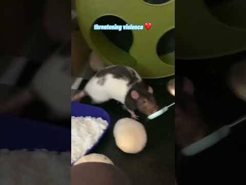 How My Pet Rat Feels About Certain Things