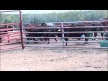 America S Funniest Home Videos Part 4