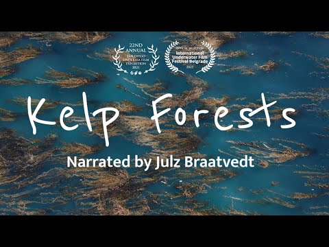 海帶森林:海洋中的紅杉 (Kelp Forests: The Sequoias of the Sea)