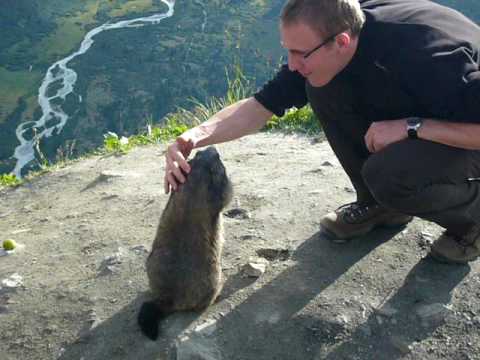 Big fat marmot eating out of my hand in Switzerland. :))