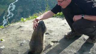 Big fat marmot eating out of my hand in Switzerland. :))