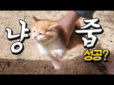 어미없이 부직포를 먹고있던 한달된 아기 고양이 구조! 그리고... #길고양이 #고양이 #길냥이구조 #길고양이구조