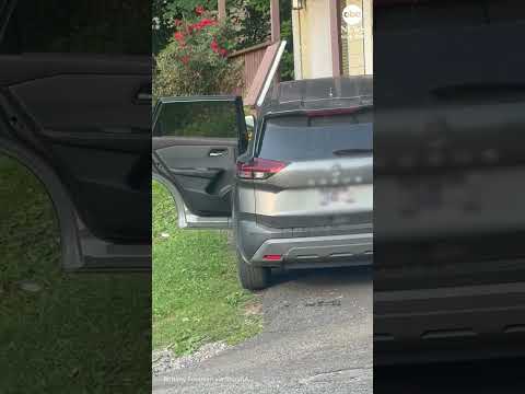 Bear breaks into unlocked car in Tennessee