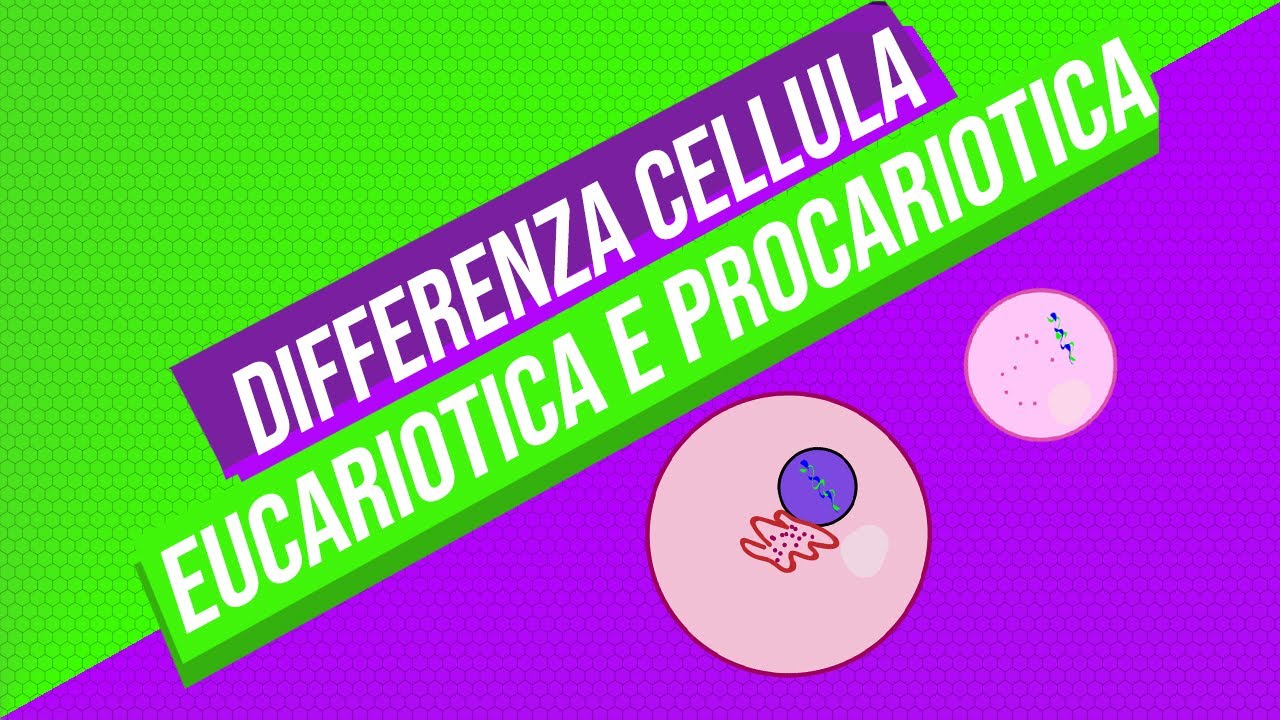 Che differenza c'è tra le cellule eucariotiche e procariotiche? | Pillole di scienza