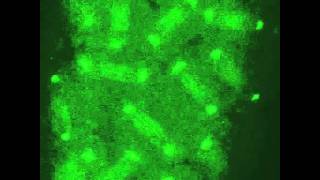 gamma-tubulin-GFP localisation in a drosophila early embryo