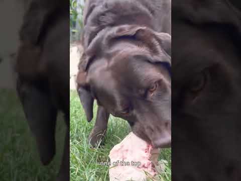 How to Safely Feed Chicken to Your Dog (Vet-Approved Tips)