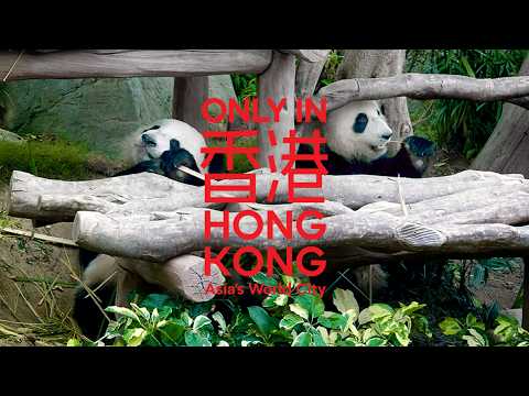 Only in Hong Kong: Breakfast with the Locals, a Feast You’ll Never Forget | 只在香港：細味，地道款待。