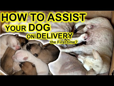 How to assist your Dog during Whelping - the delivery process