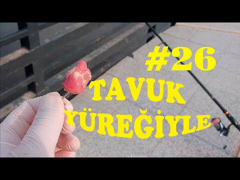 Tavuk Yüreğiyle Balık Avı.KASNA AVI.KEFAL AVI.Dip Oltası.Catch Fish.Chub.river fish.rod fishing #26