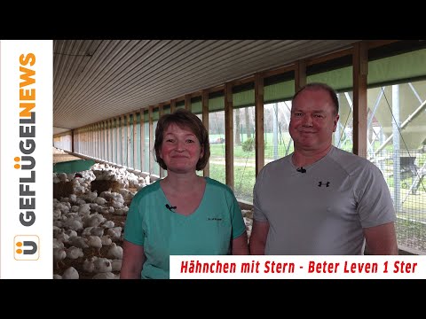 Hähnchen mit Stern - Hohes Tierwohl im Hähnchenmastbetrieb - Beter leven 1 Ster