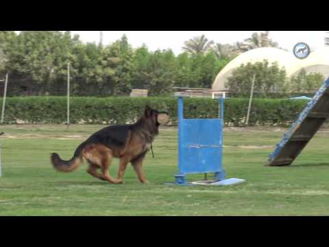 Bojan von der Königsgarde