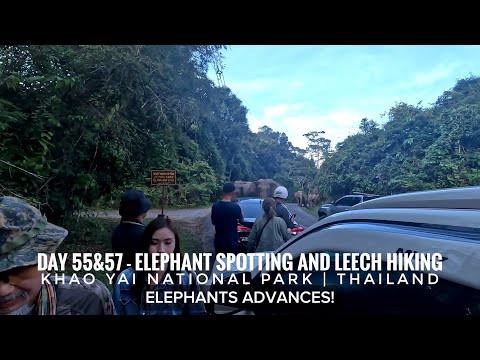 Dia 55 e 57 - Observação de elefantes no Parque Nacional Khao Yai, caminhada com sanguessugas e acampamento em Lam Ta Khong