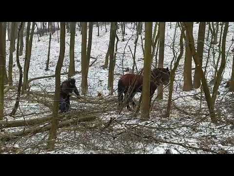 traditional work in the wood with horse(czech republic)