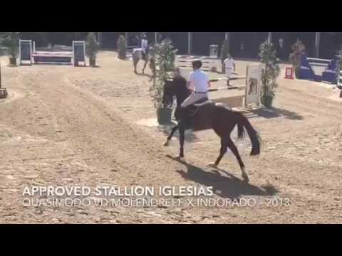 Approved stallion Iglesias - Quasimodo vd Molendreef