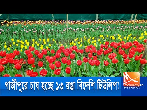 গাজীপুরে চাষ হচ্ছে ১৩ রঙা বিদেশি টিউলিপ | Tulip Flower Garden | Gazipur News